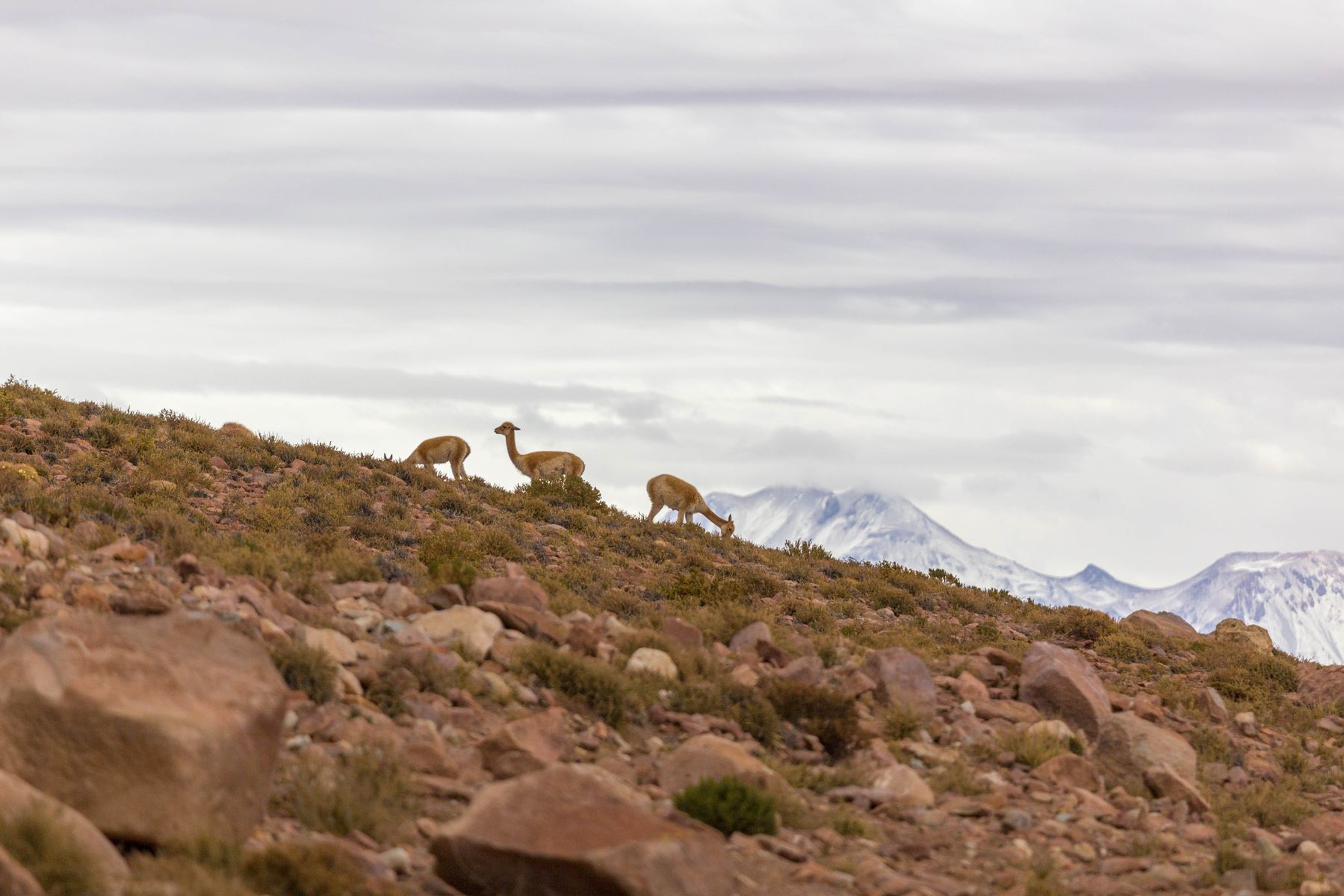 Un troupeau de Vicuña paît tranquillement sur le flan de la montagne